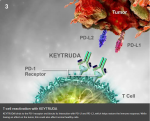 使用阿替利珠单抗（atezolizumab/Tecentriq)需要注意什么？