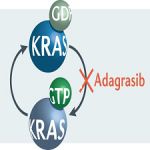 Adagrasib(阿达格拉西布)治疗KRASG12C基因突变非小细胞肺癌II期临床数据
