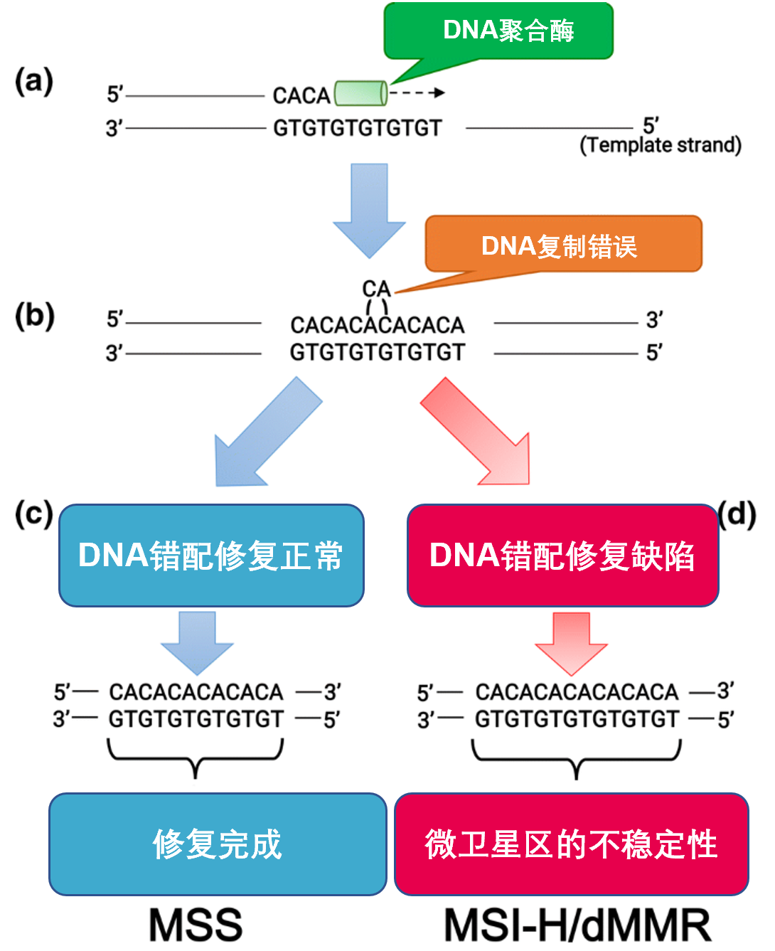 免疫治疗新星Jemperli，力克dMMR实体肿瘤