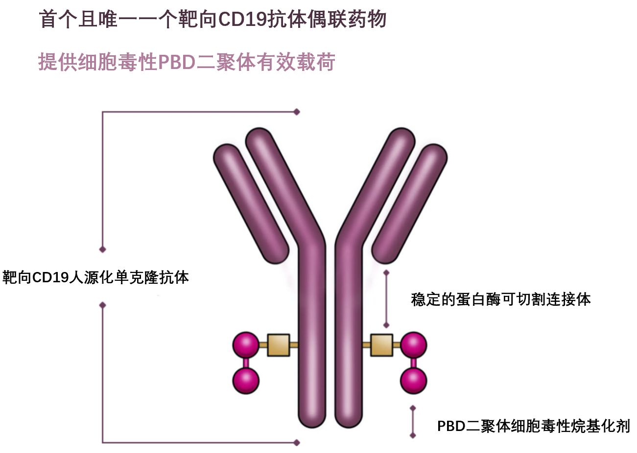 Zynlonta如何杀死癌细胞