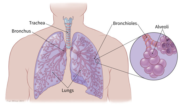非小细胞肺癌 (NSCLC)