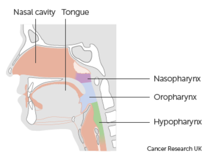鼻腔和鼻窦癌