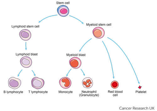 慢性粒单核细胞性白血病 (CMML)