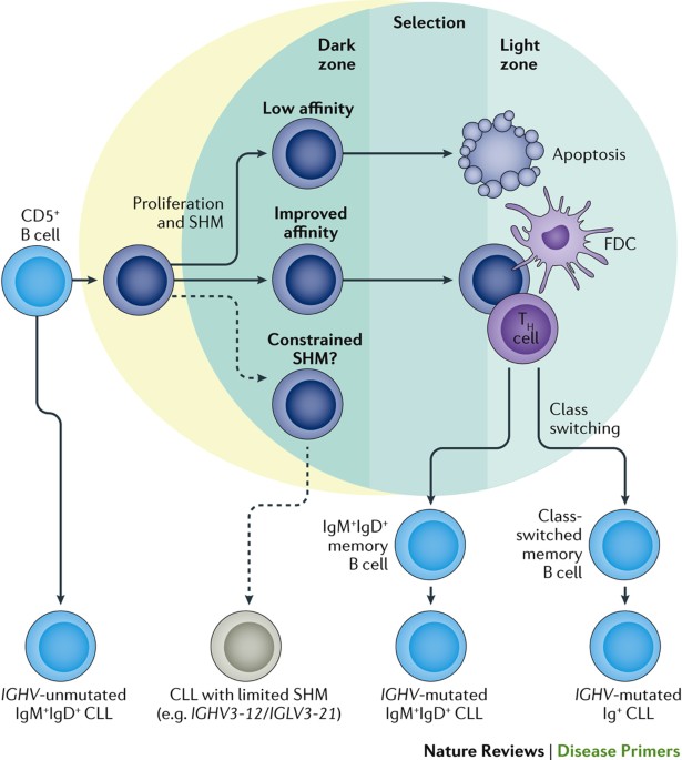 慢性淋巴细胞白血病 （CLL)
