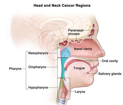头颈部鳞状细胞癌 （HNSCC）