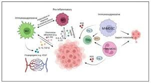肺癌属于实体瘤吗？