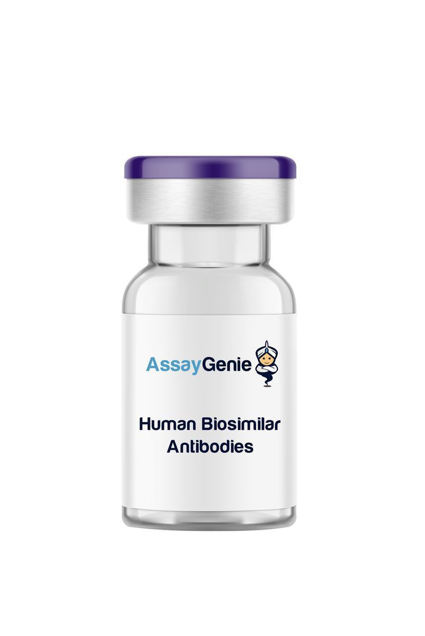 替雷利珠单抗(Tislelizumab)的功效作用及适应症介绍